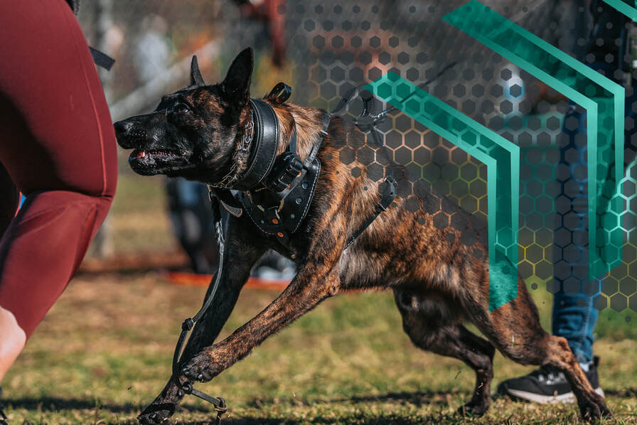 Reno Dog Performance Training